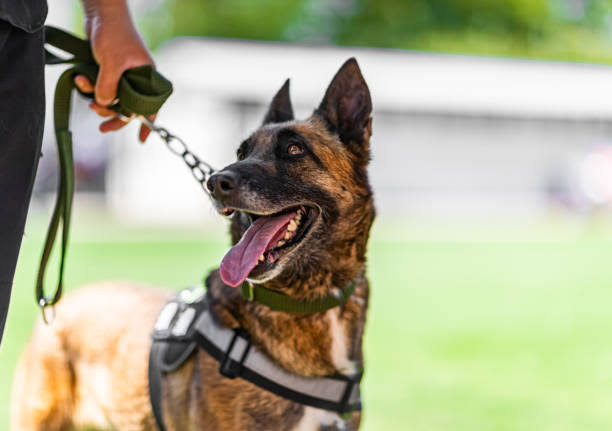 police k9 on duty