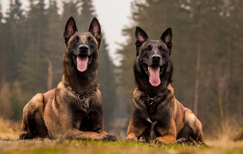 Two belgian malinois awaiting command