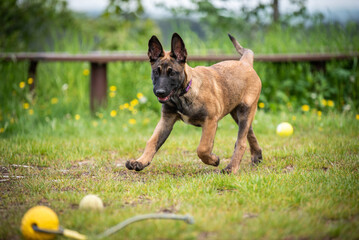 Belgian malinois fetch training
