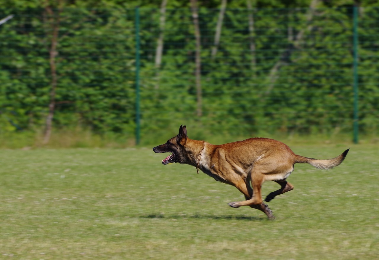 Belgian malinois running
