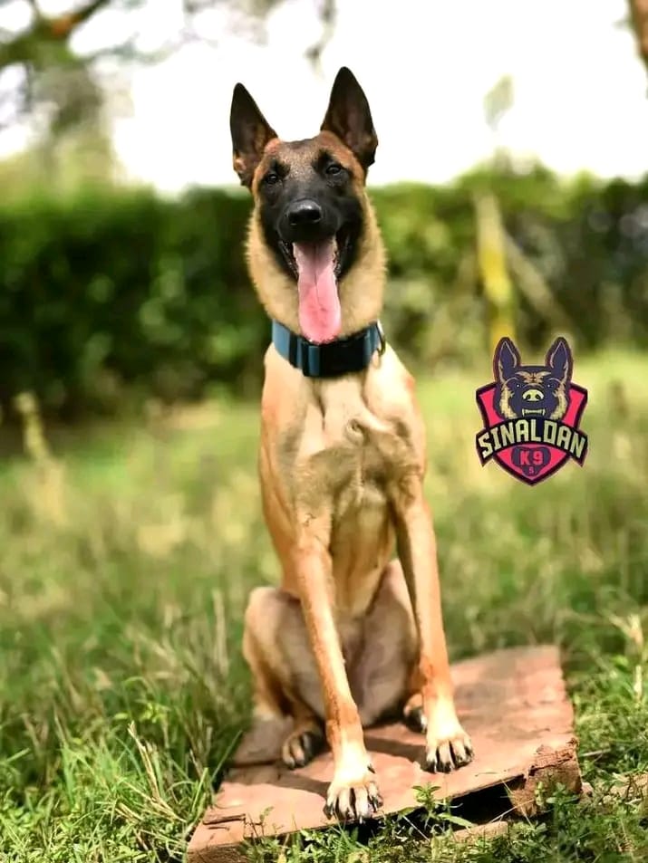 Belgian malinois seated