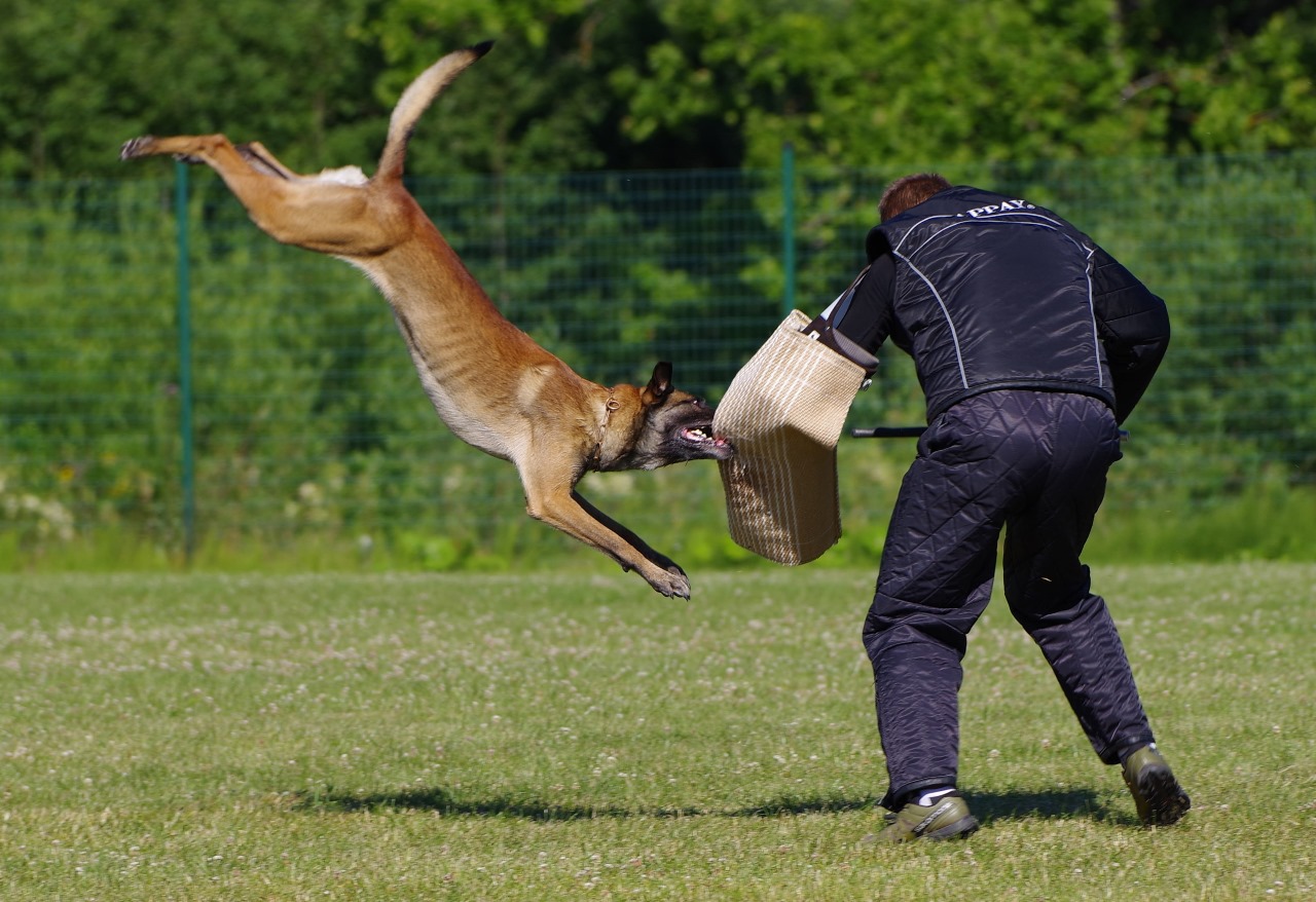 protection training of a belgian malinois