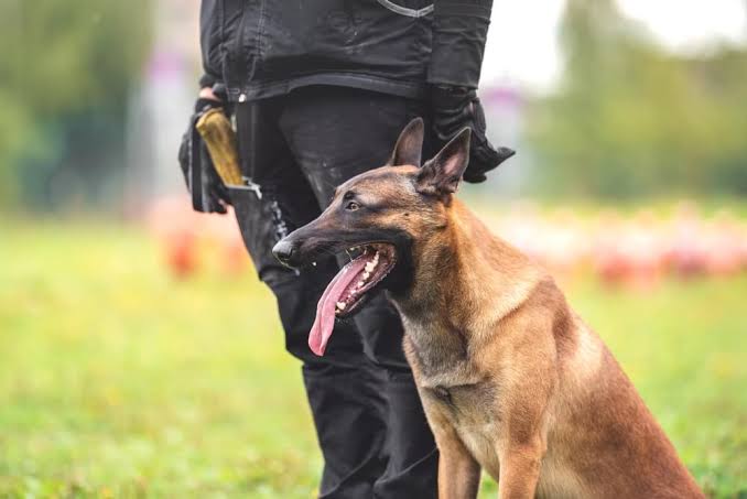 personal protection training of a belgian malinois