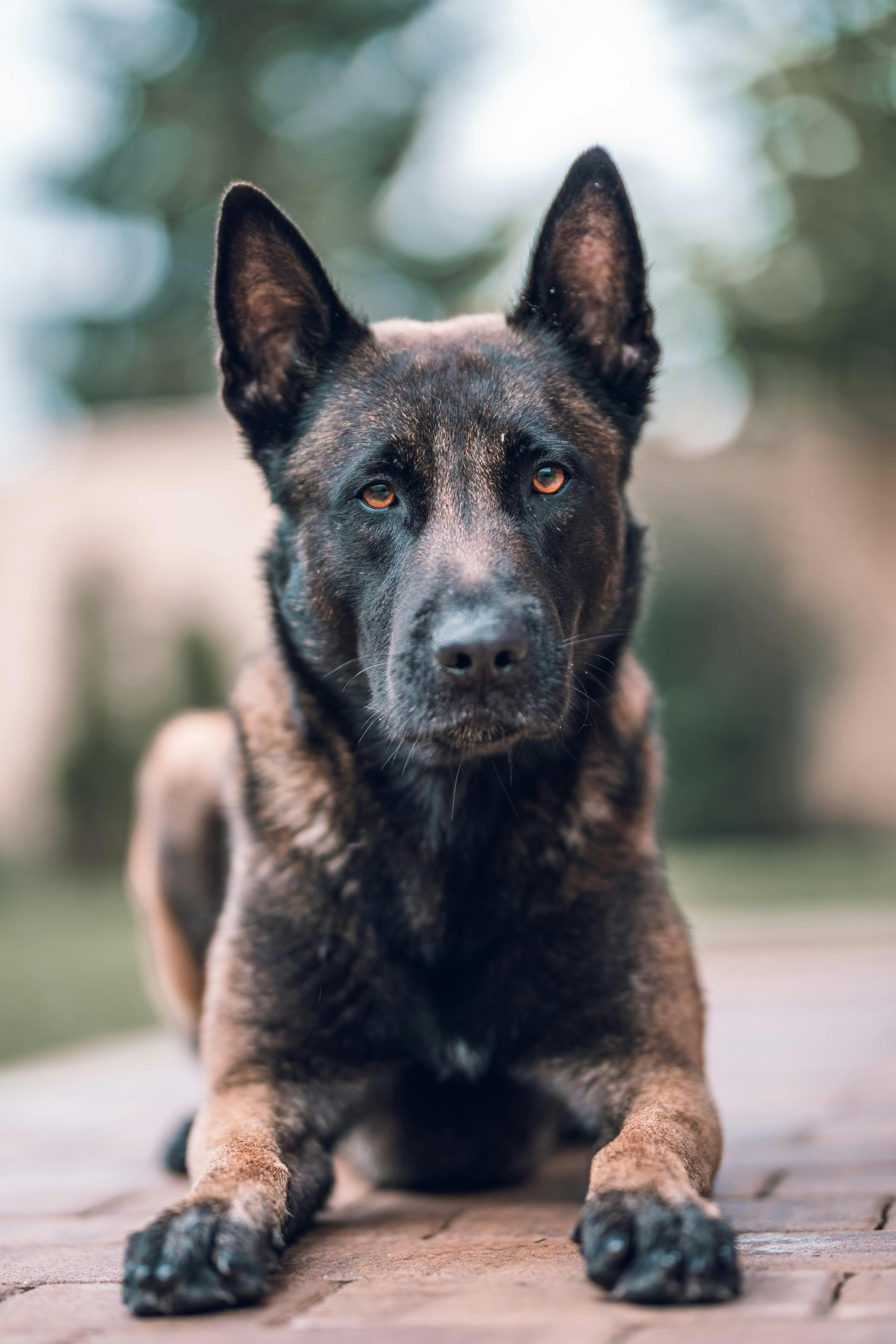 German shepherd  dog